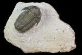 Bargain, Gerastos Trilobite Fossil - Morocco #84614-1